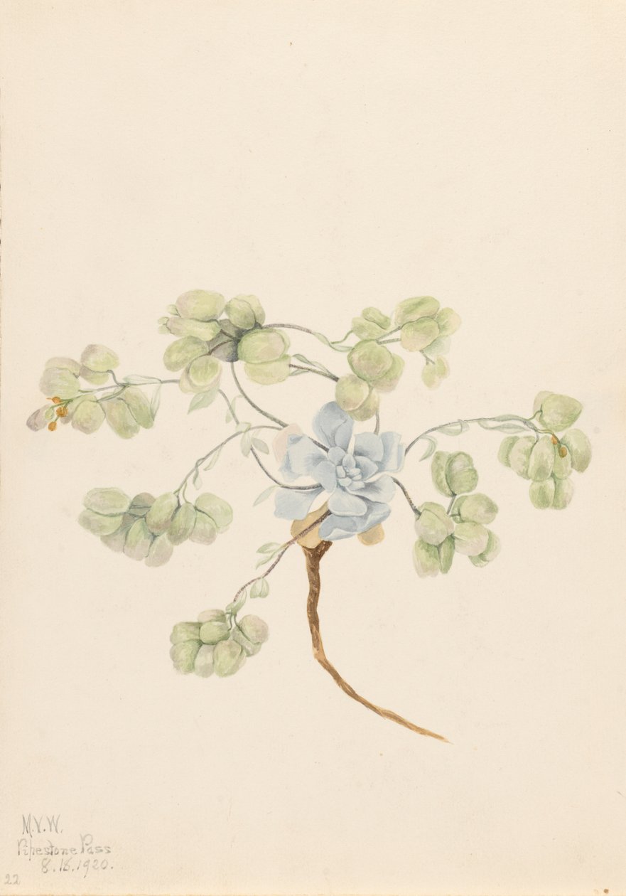 Physaria didymocarpa podwójnego pęcherza moczowego, 1920. autorstwa Mary Vaux Walcott