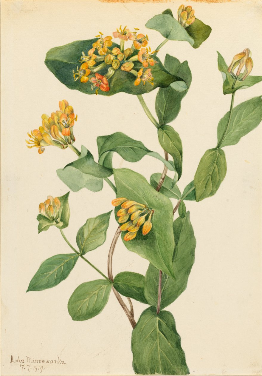 Wiciokrzew Douglasa (Lonicera glaucescens) autorstwa Mary Vaux Walcott