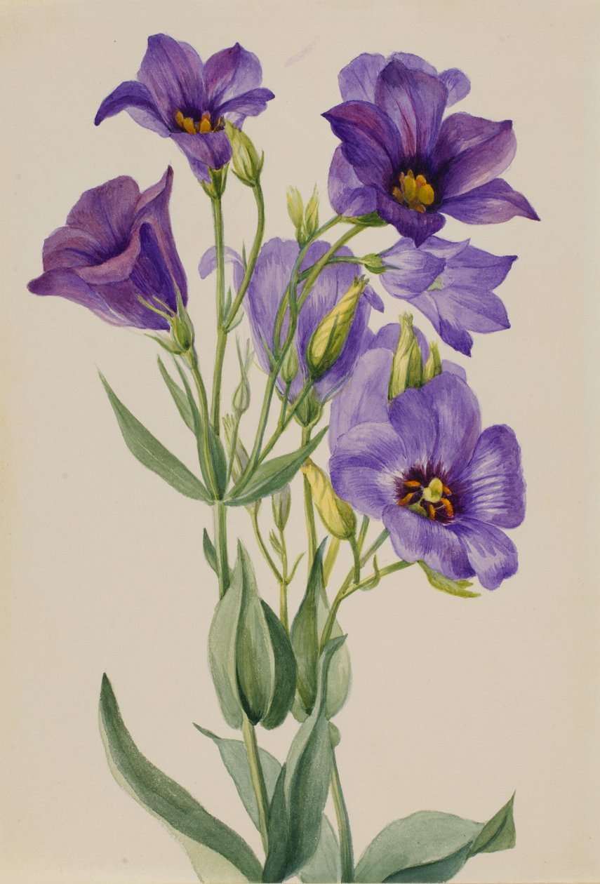 Eustoma russelianum, ca. początek lat 30. XX wieku. autorstwa Mary Vaux Walcott
