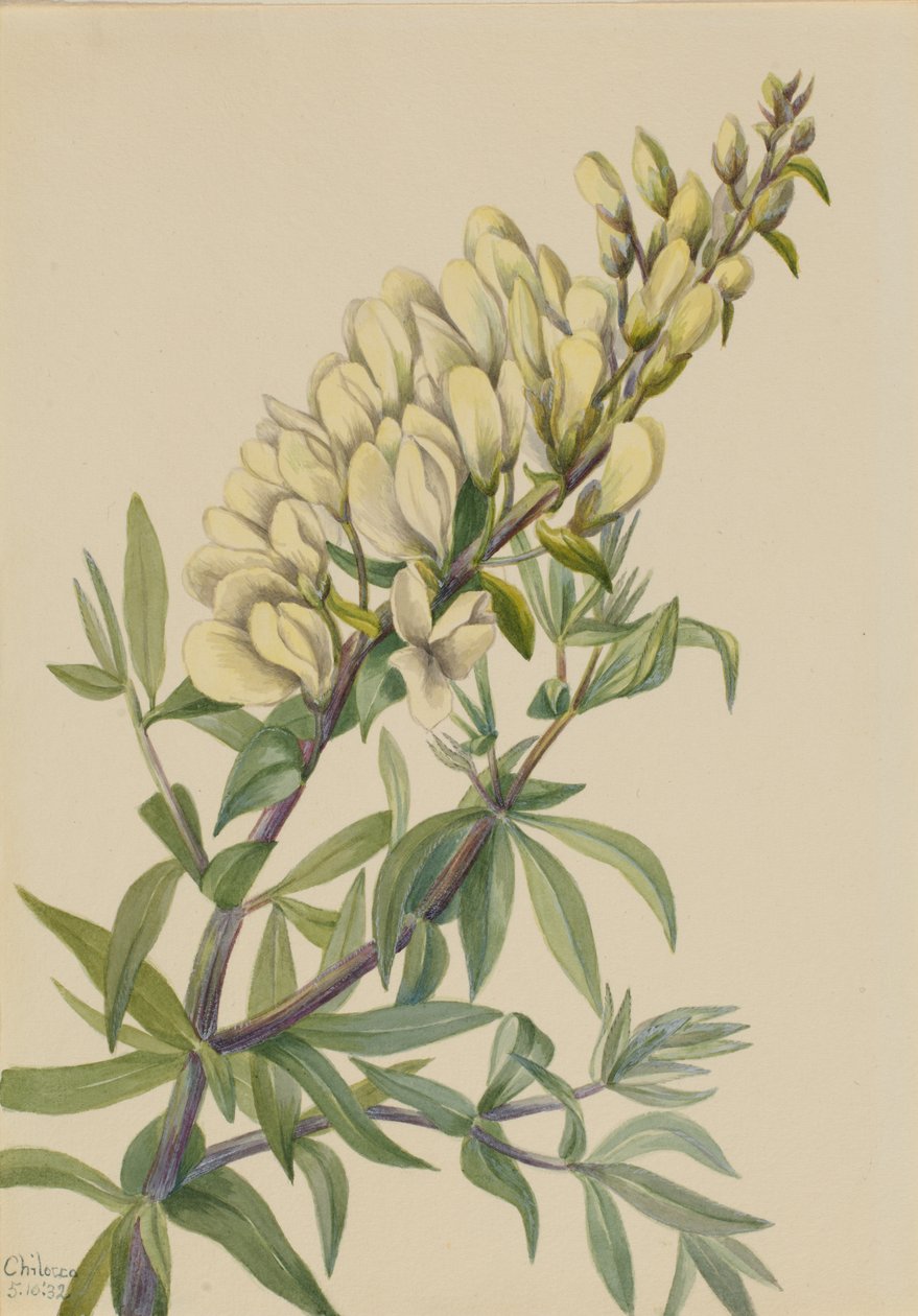 Fałszywa indygo Baptista bructeata, 1932. autorstwa Mary Vaux Walcott