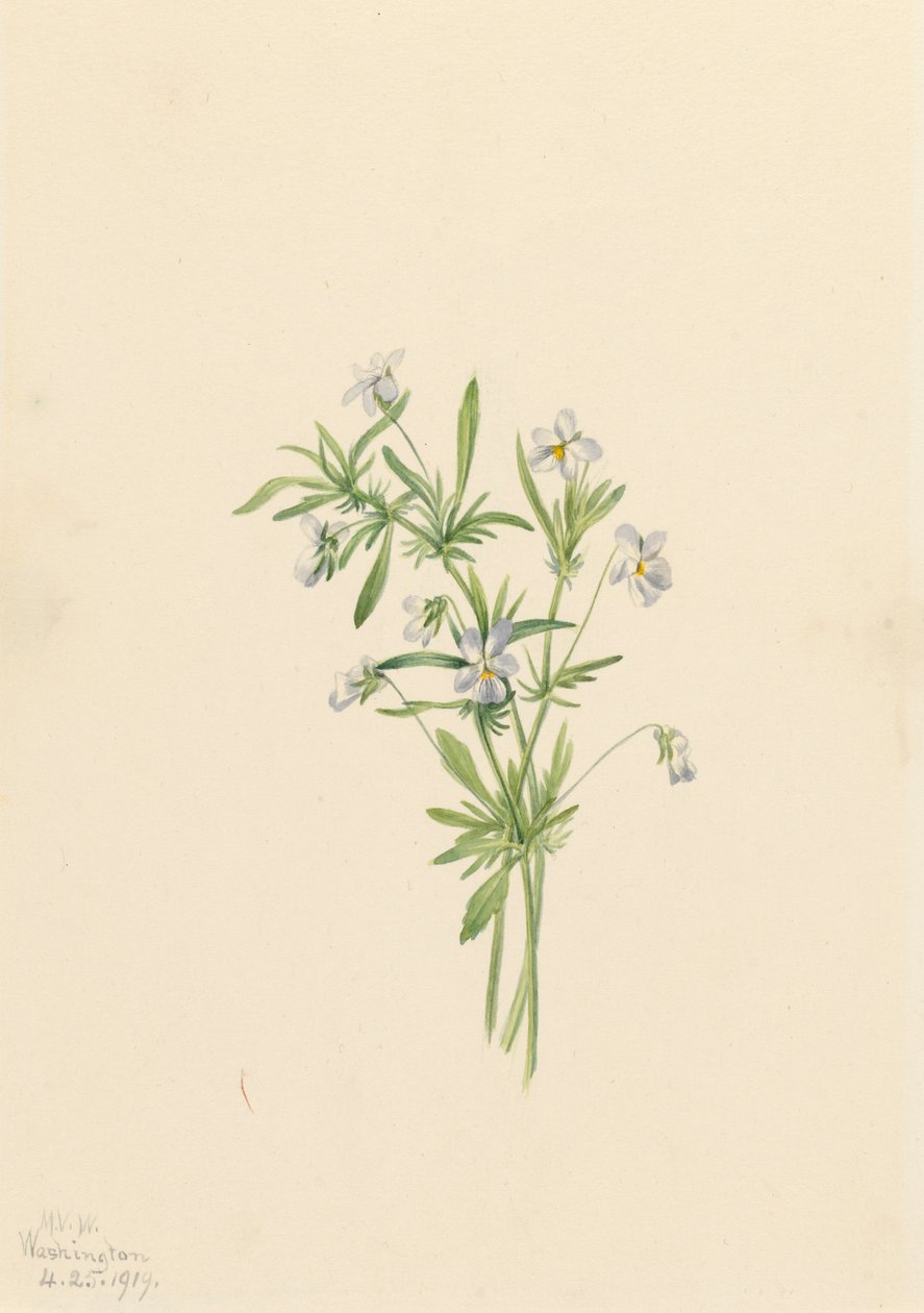 Fioletowa altówka polna rafinesquii, 1919. autorstwa Mary Vaux Walcott