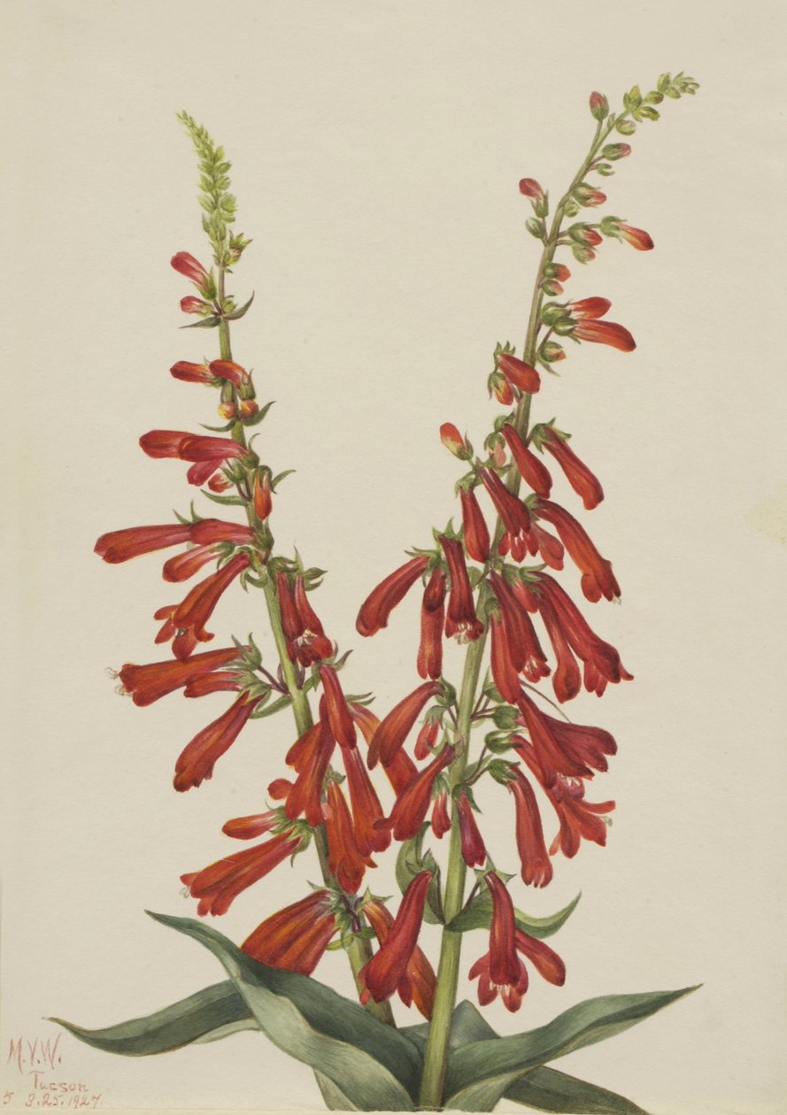 Ogień Penstemon Penstemon eatonii, 1927. autorstwa Mary Vaux Walcott