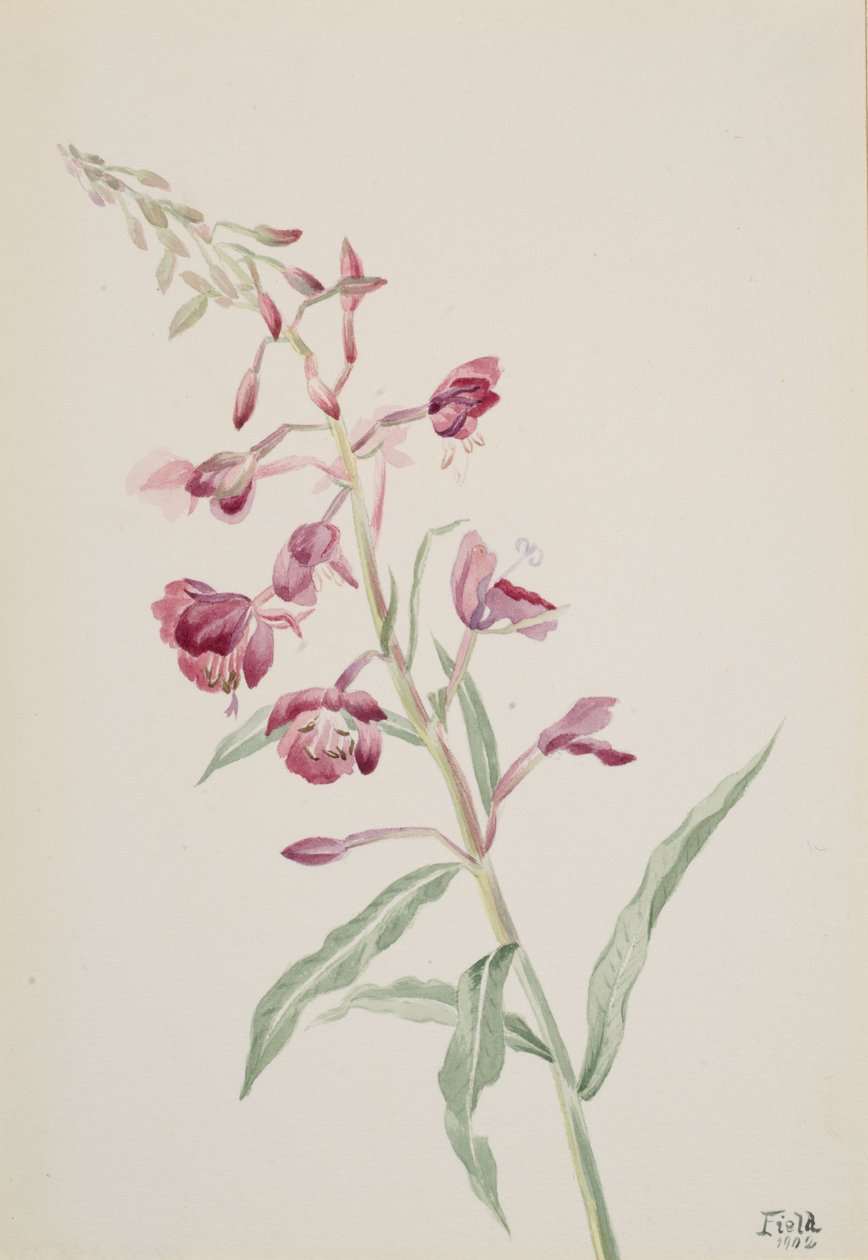 Fireweed Epilobium angustifolium, 1902. autorstwa Mary Vaux Walcott