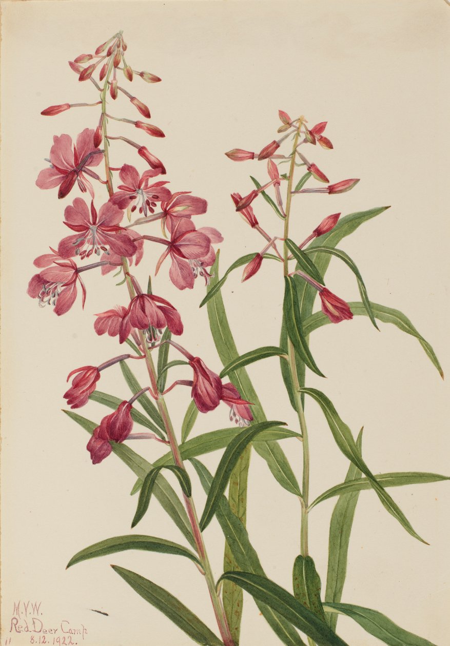 Fireweed Epilobium angustifolium, 1922. autorstwa Mary Vaux Walcott