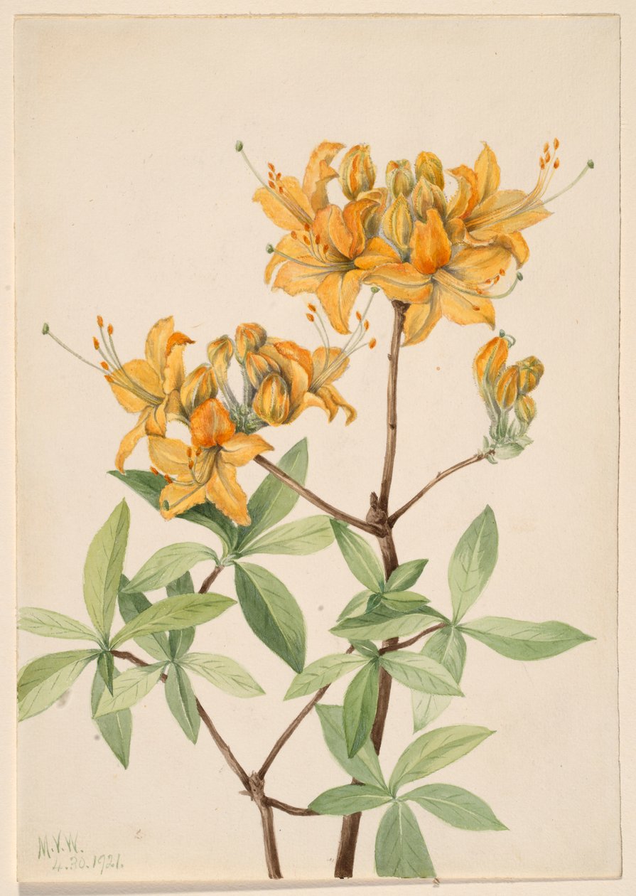 Azalia płomienista (Azalea lutea) autorstwa Mary Vaux Walcott