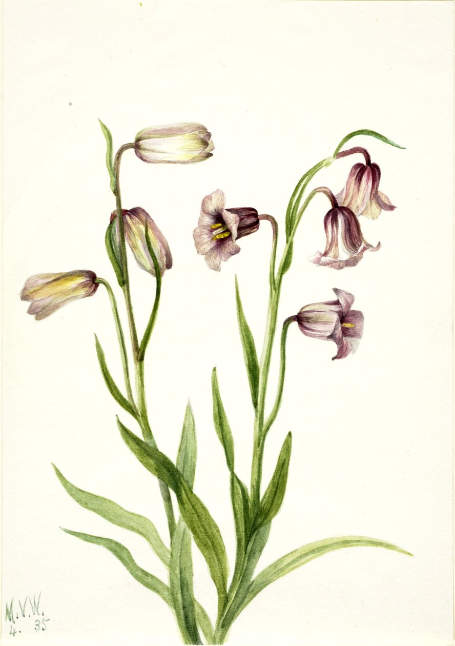 Fritillary (Fritillaria biflora) autorstwa Mary Vaux Walcott