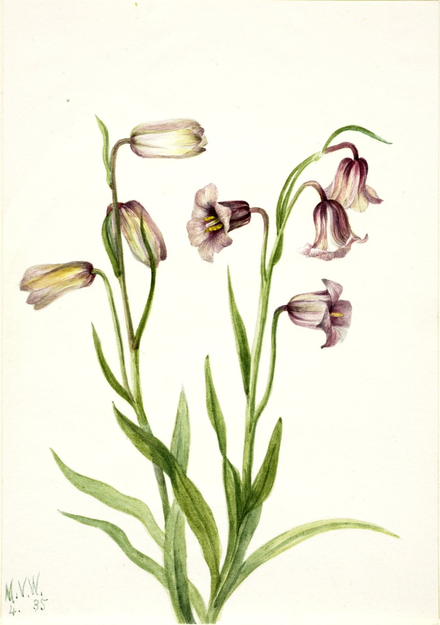 Fritillary Fritillaria biflora, 1935. autorstwa Mary Vaux Walcott