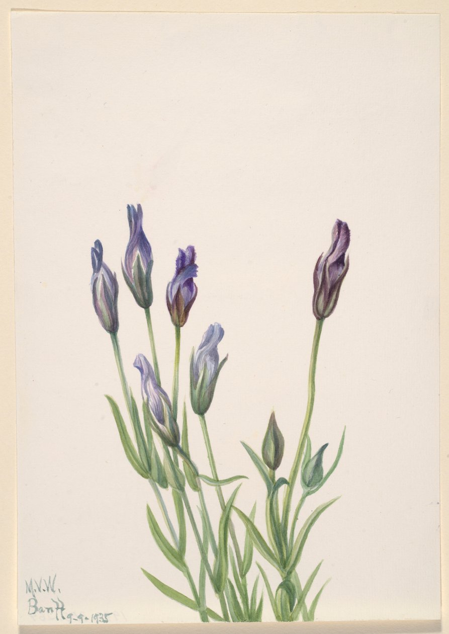 Goryczka (Gentiana macounii) autorstwa Mary Vaux Walcott