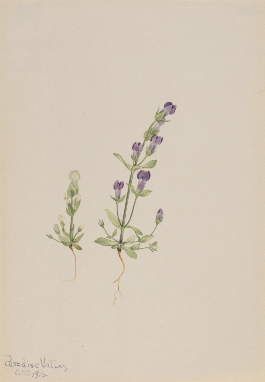 Gentiana propingua autorstwa Mary Vaux Walcott