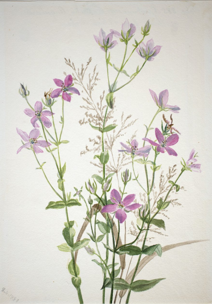 Gentianacease sabbalia angularis autorstwa Mary Vaux Walcott