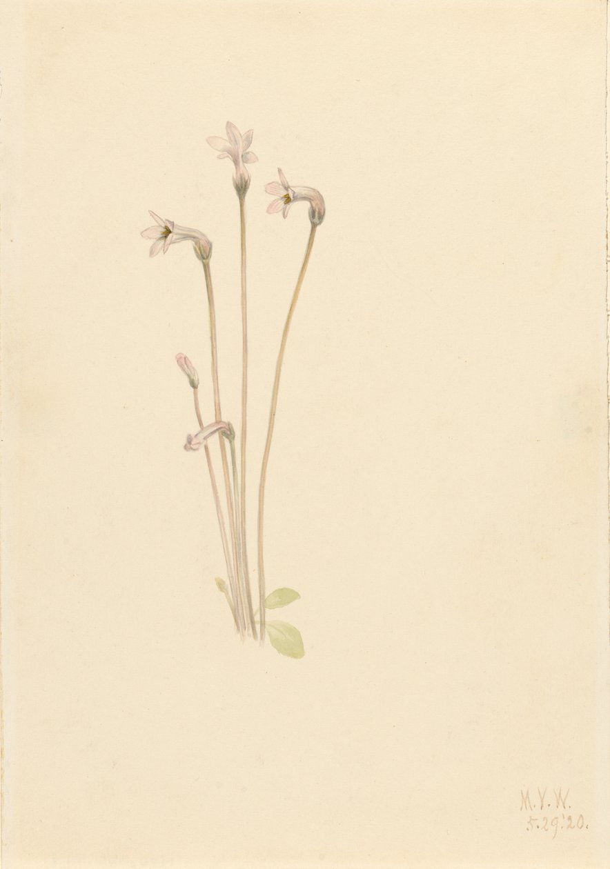 Ghostpipe Thalesia uniflora, 1920. autorstwa Mary Vaux Walcott