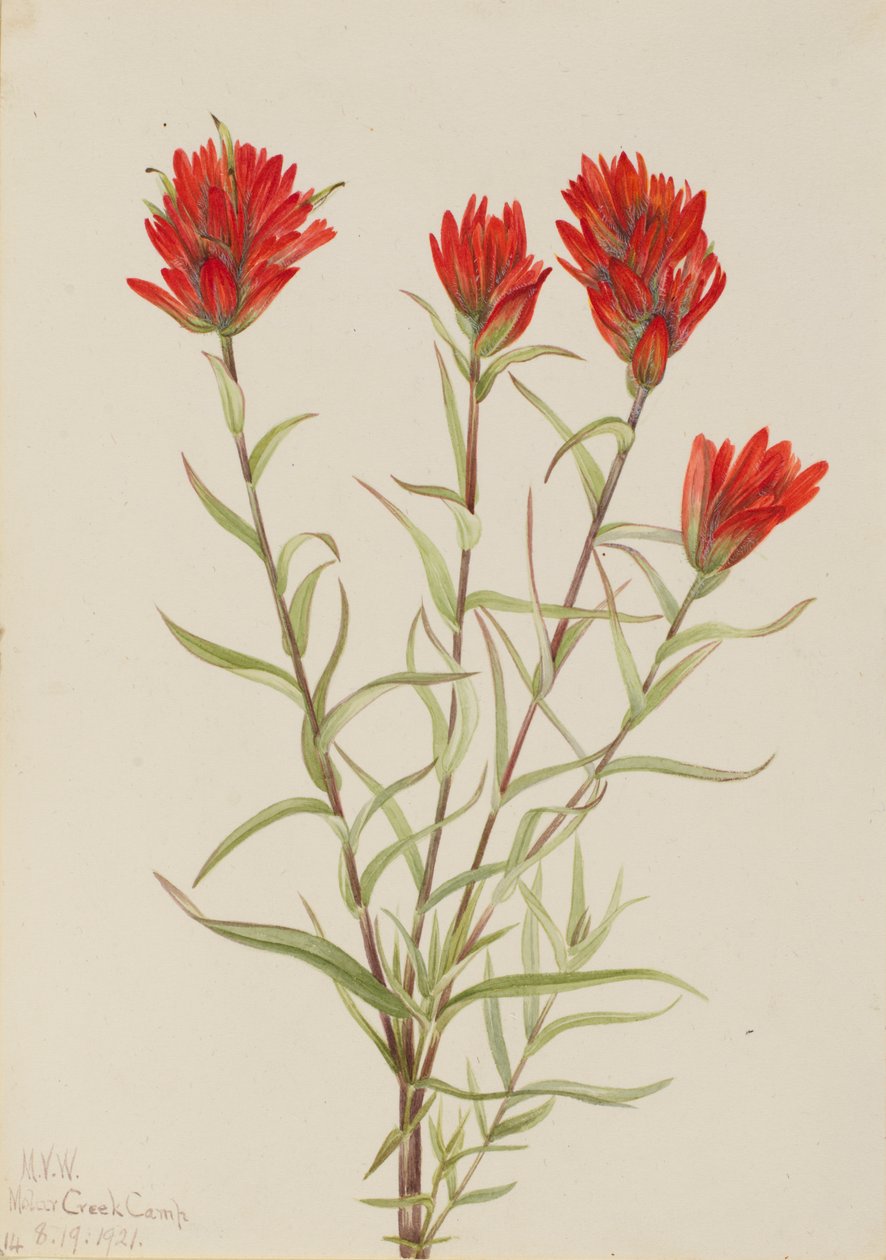 Olbrzymi czerwony pędzel Castilleja miniata, 1921. autorstwa Mary Vaux Walcott