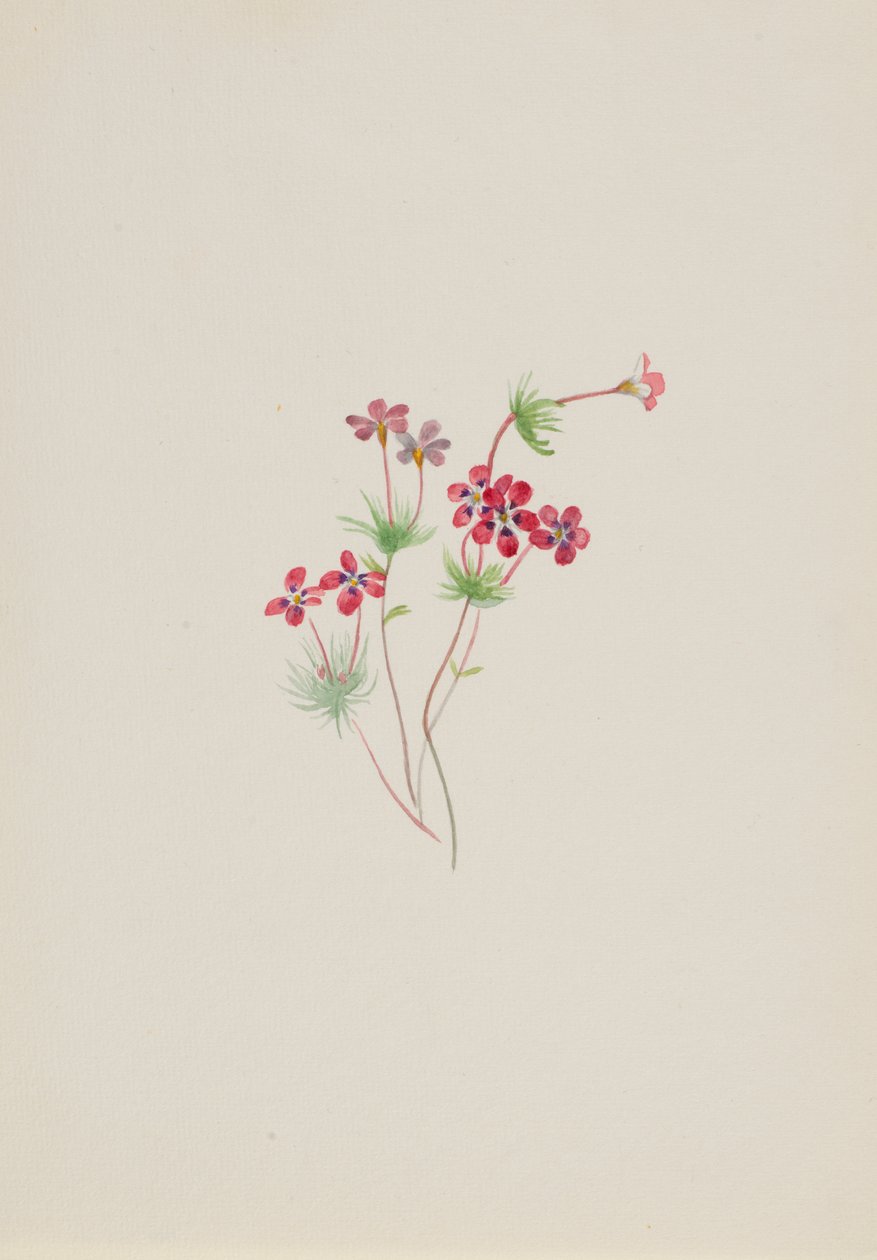Gilia linanthus parviflorus, ca. 1900-1930. autorstwa Mary Vaux Walcott