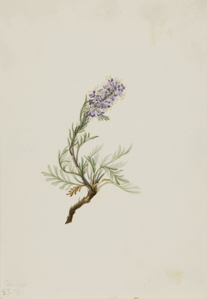 Facelia szara (Phacelia sericea) autorstwa Mary Vaux Walcott