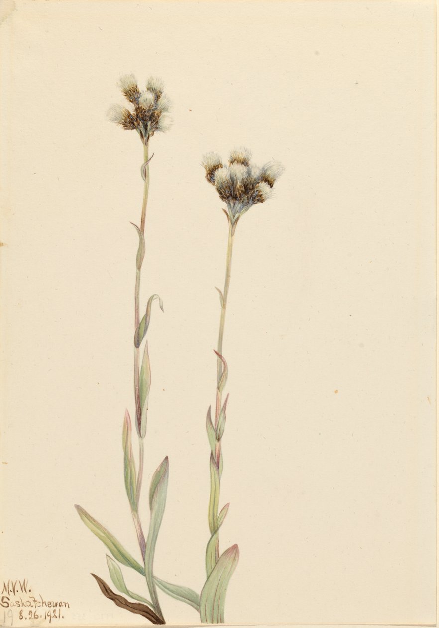 Szary Pussytoes Antennaria howellii, 1921. autorstwa Mary Vaux Walcott