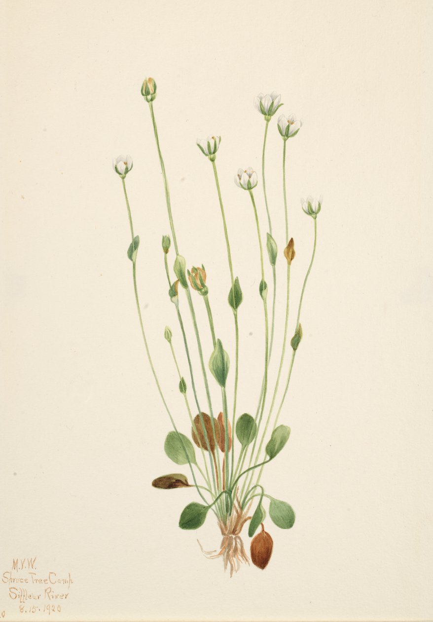 Senecio canus szarego krostnicy, 1920. autorstwa Mary Vaux Walcott