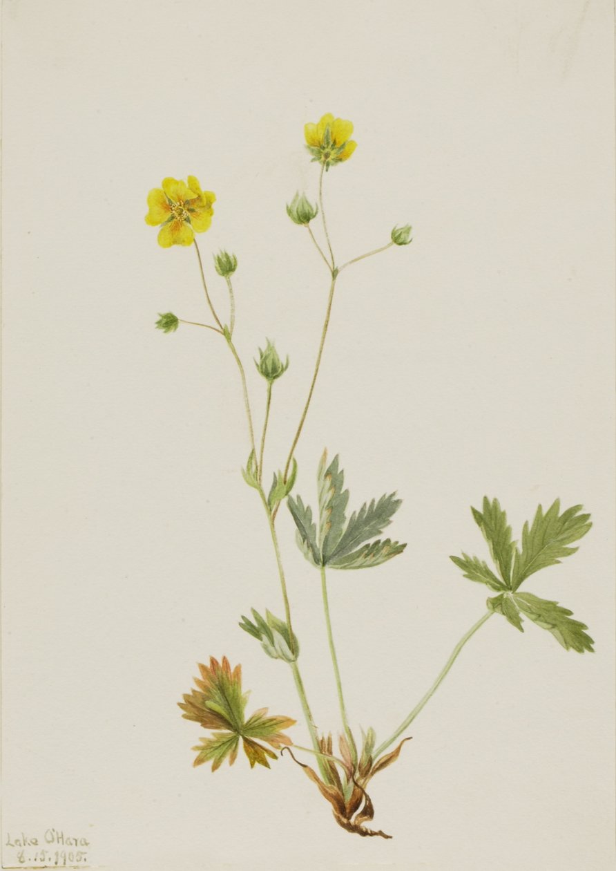 Pięciornik gęsi (Potentilla glaucophylla) autorstwa Mary Vaux Walcott