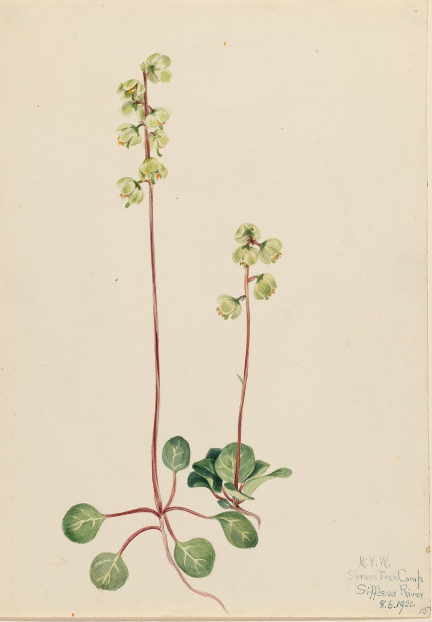 Pyrola zielona (Pyrola chlorantha) autorstwa Mary Vaux Walcott