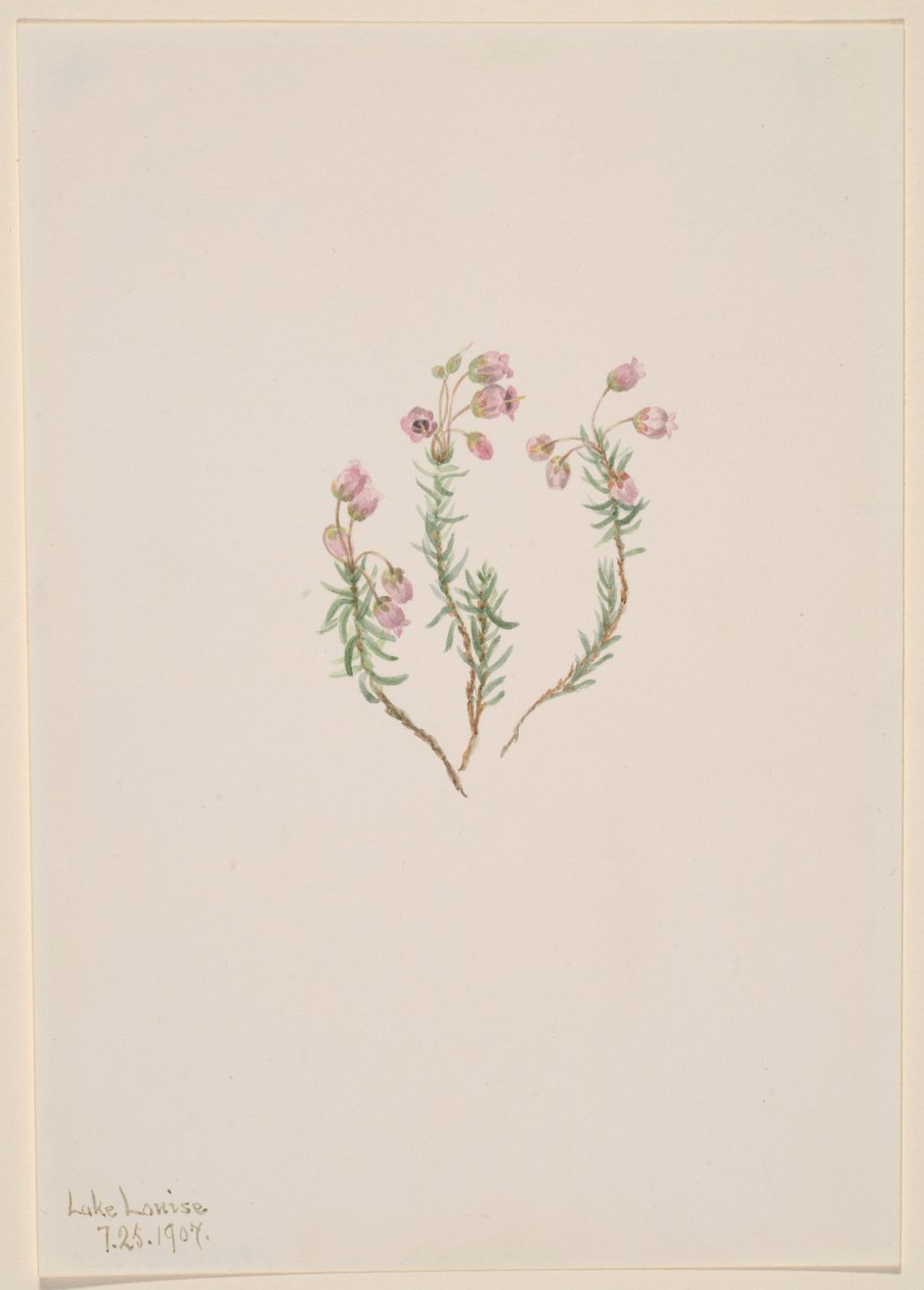 Wrzos (Phyllodoce intermedia) autorstwa Mary Vaux Walcott