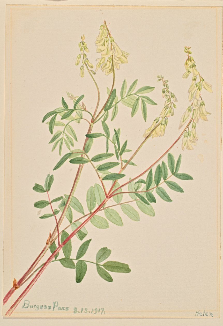 Hedysarum Hedysarum sulphurescens, 1917. autorstwa Mary Vaux Walcott
