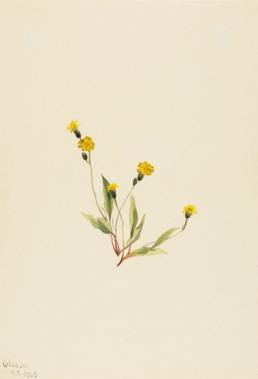 Heieracium gracile, 1903. autorstwa Mary Vaux Walcott