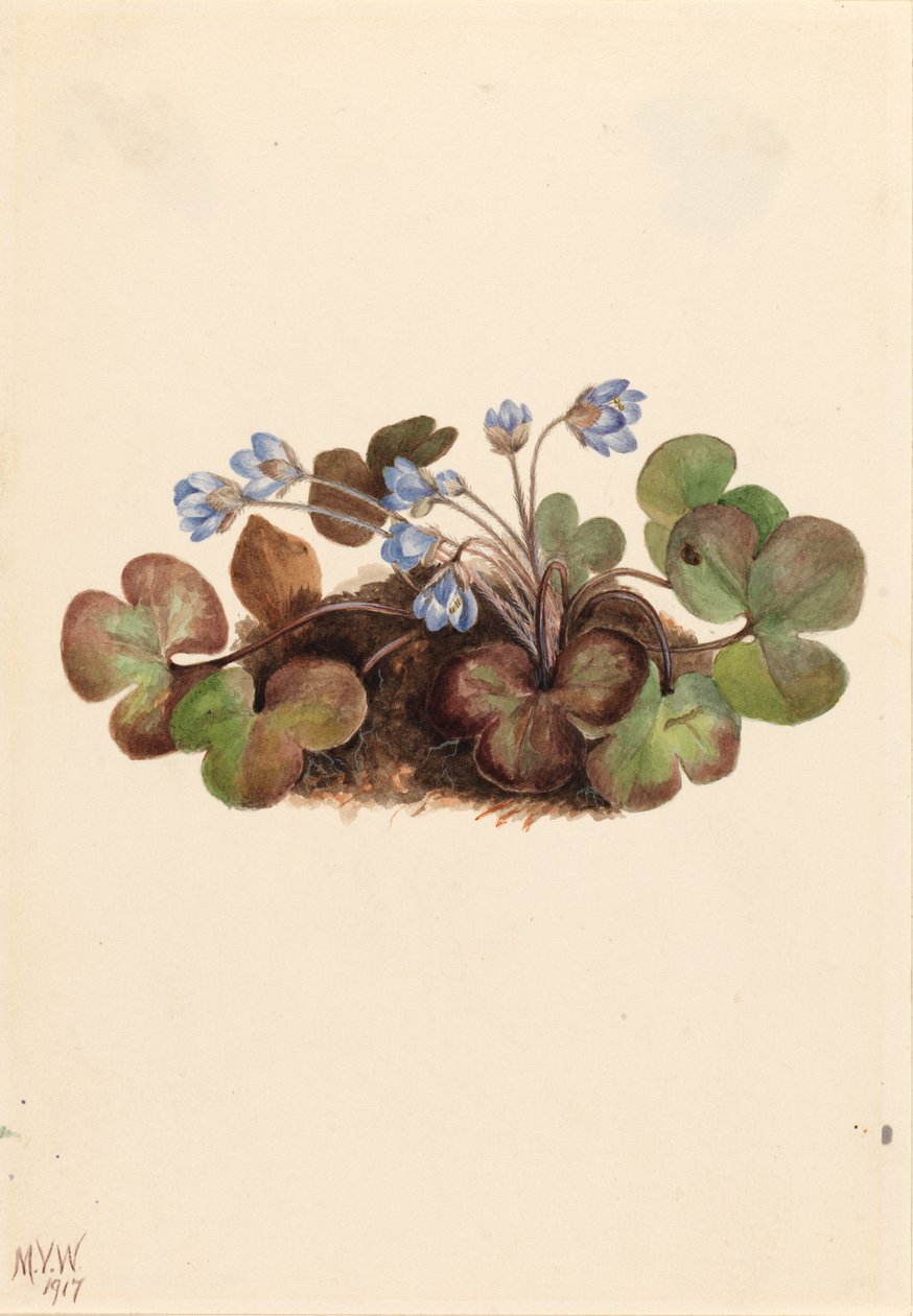 Hepatica (Hepatica americana) autorstwa Mary Vaux Walcott