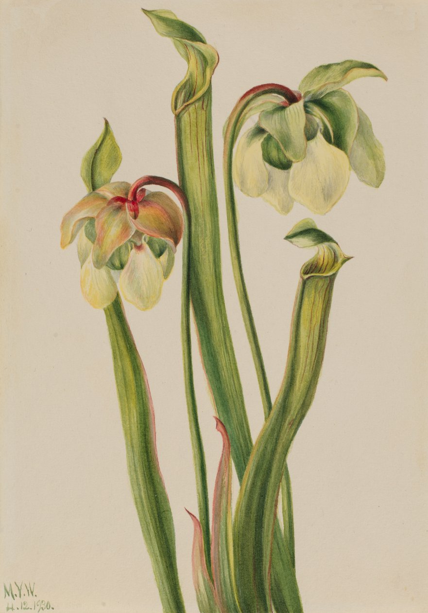 Hybrydowy miotacz Sarracenia minor, 1930. autorstwa Mary Vaux Walcott