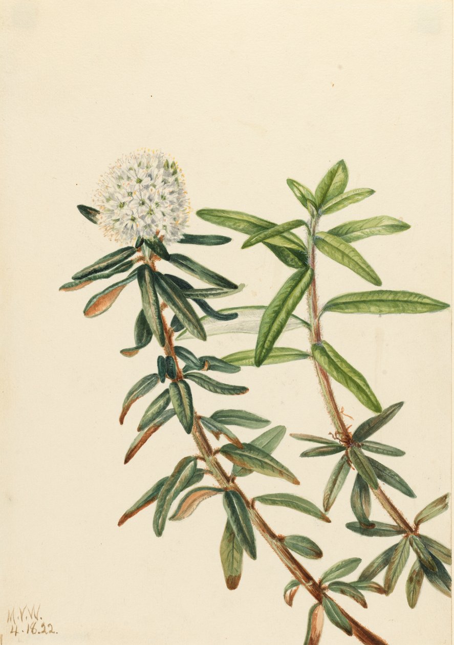 Lód Labrador Tea Grenlandia, 1922. autorstwa Mary Vaux Walcott