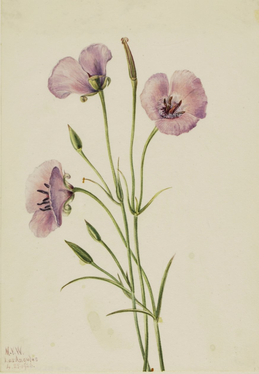 Lilac Butterfly Calochortus splendens, autorstwa Mary Vaux Walcott