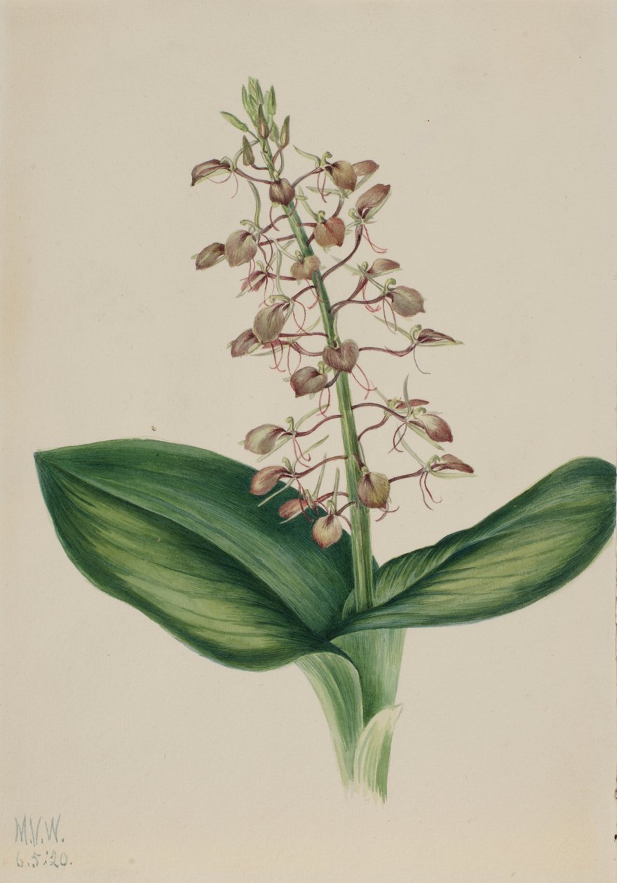 Lilia Twayblade (Liparis liliifolia) autorstwa Mary Vaux Walcott