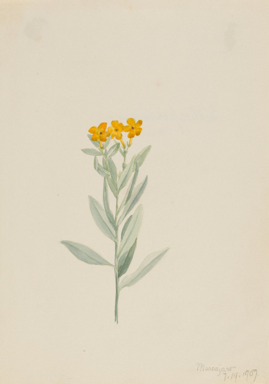 Lithospermum canescens, 1907. autorstwa Mary Vaux Walcott