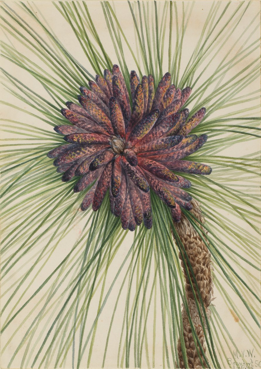 Sosna wejmutka (Pinus palustris) autorstwa Mary Vaux Walcott