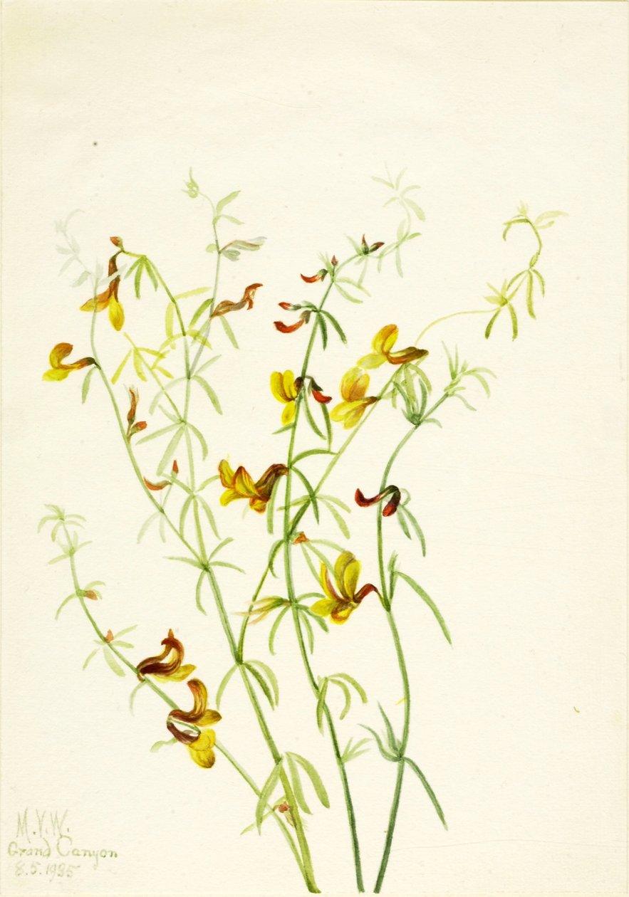 Lotus puberulus autorstwa Mary Vaux Walcott