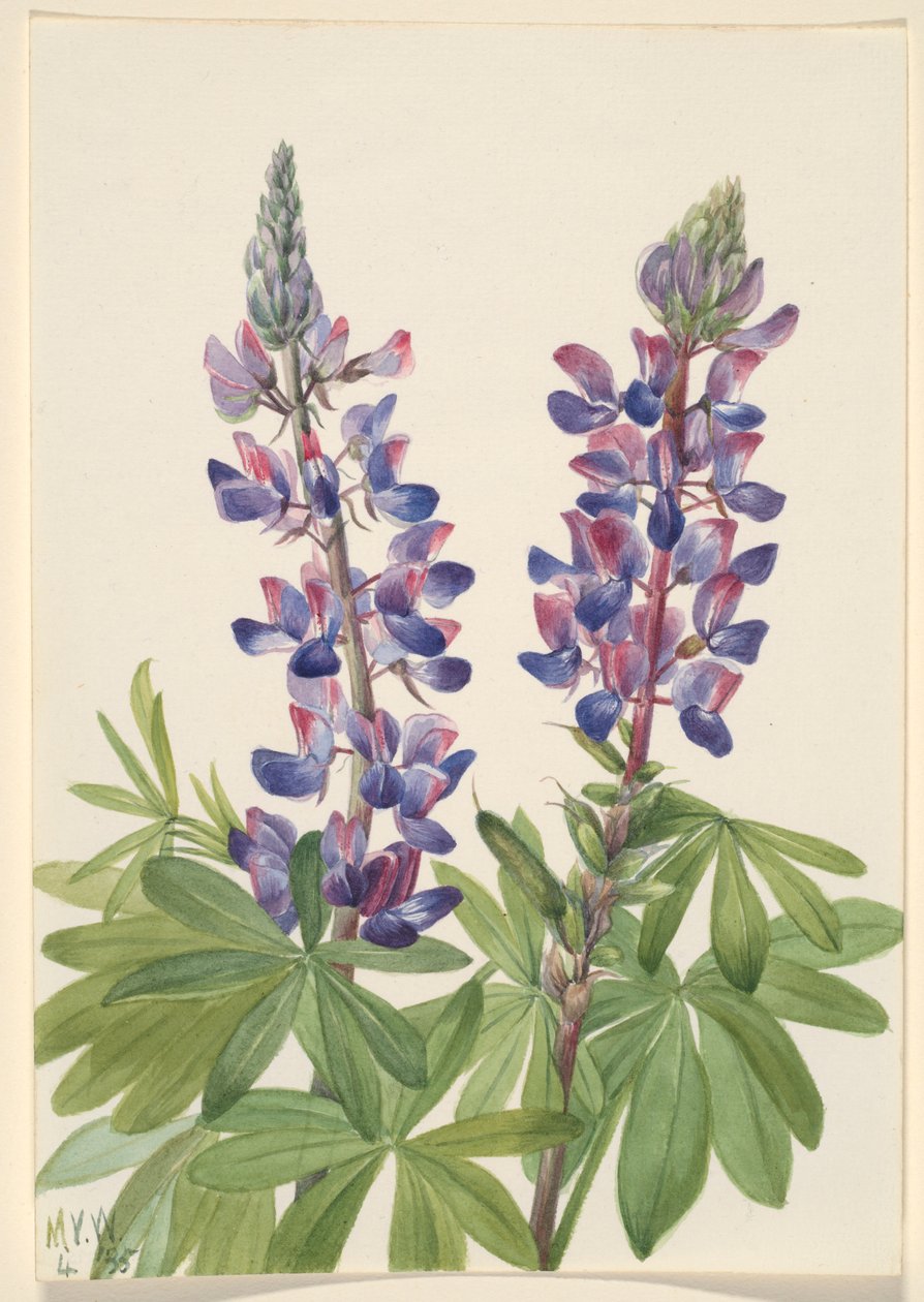 Łubin (Lupinus fornosus) autorstwa Mary Vaux Walcott