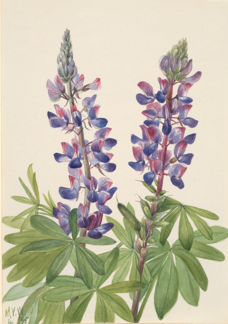 Łubin Lupinus fornosus, 1935. autorstwa Mary Vaux Walcott