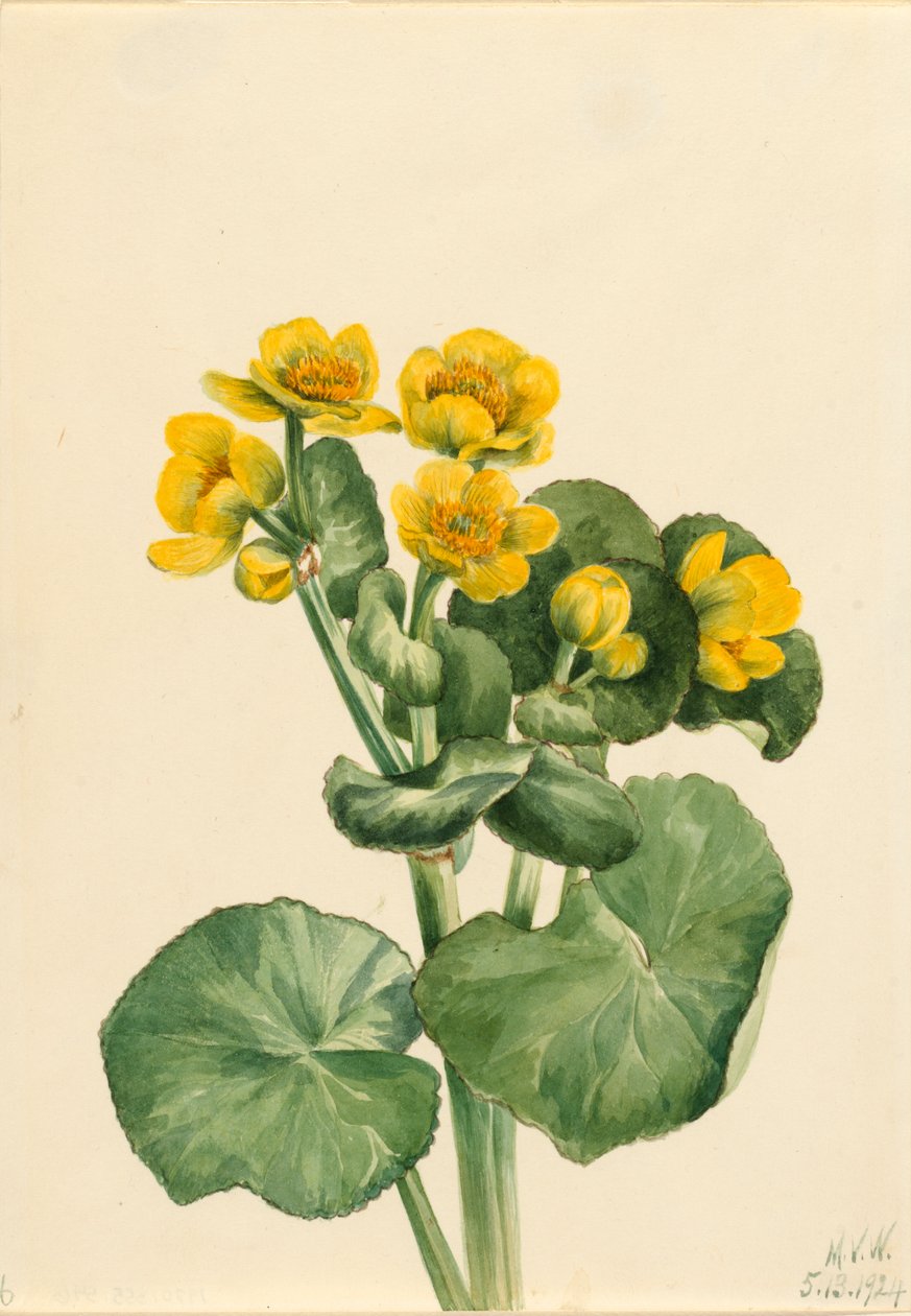 Marsh Marigold Caltha palustris, 1924. autorstwa Mary Vaux Walcott