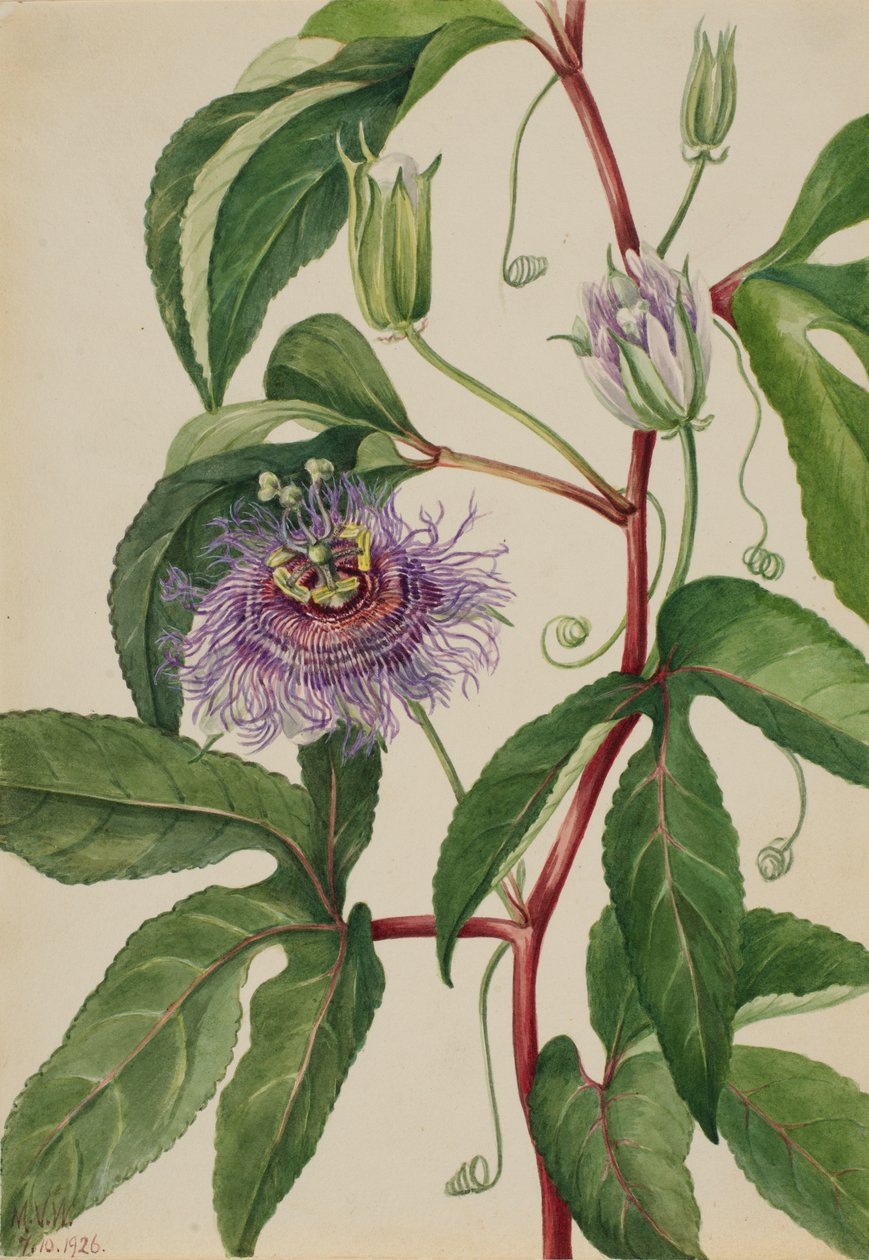 Maypop Passiflora incarnata, 1926. autorstwa Mary Vaux Walcott