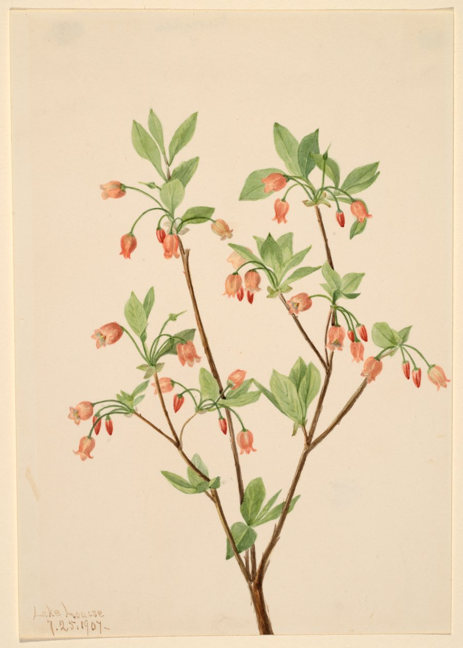 Menziesea Menziesea glabella, 1907. autorstwa Mary Vaux Walcott
