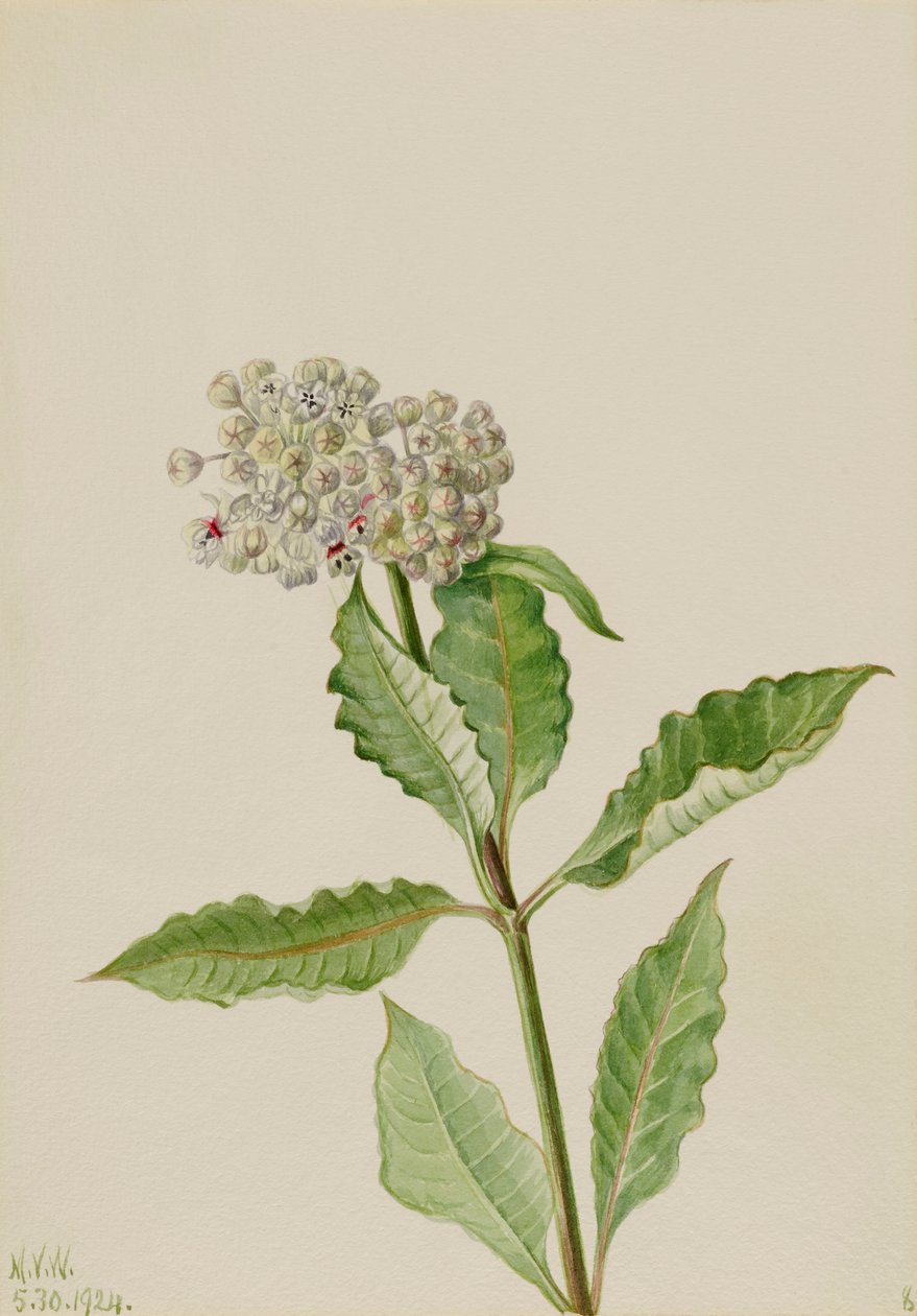 Milkweed Asclepias, 1924. autorstwa Mary Vaux Walcott