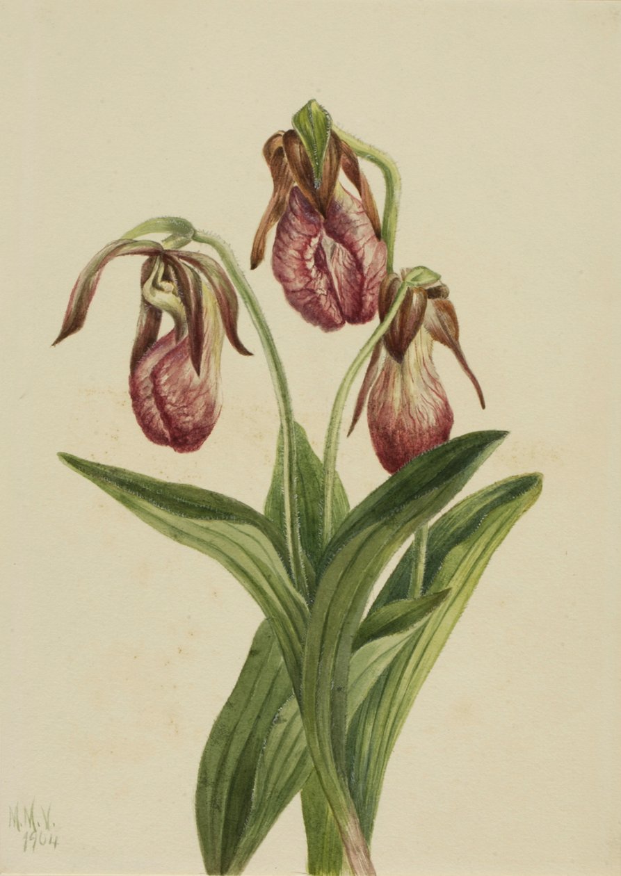 Kwiat mokasynowy Cypripedium acaule, 1904. autorstwa Mary Vaux Walcott