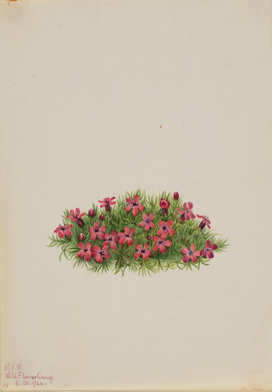 Mech Campion (Silene acaulis) autorstwa Mary Vaux Walcott