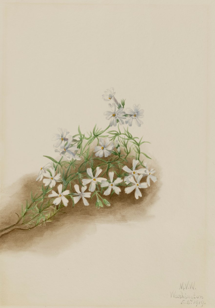 Floks szydłowaty z mchu, 1919. autorstwa Mary Vaux Walcott