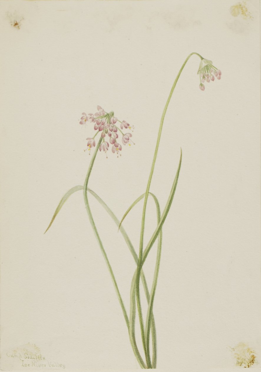 Nodding Onion (Allium cernuum) autorstwa Mary Vaux Walcott