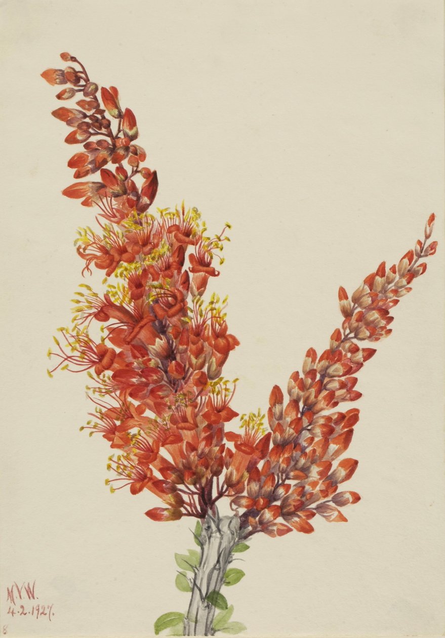 Ocotillo (Fouquieria splendens) autorstwa Mary Vaux Walcott
