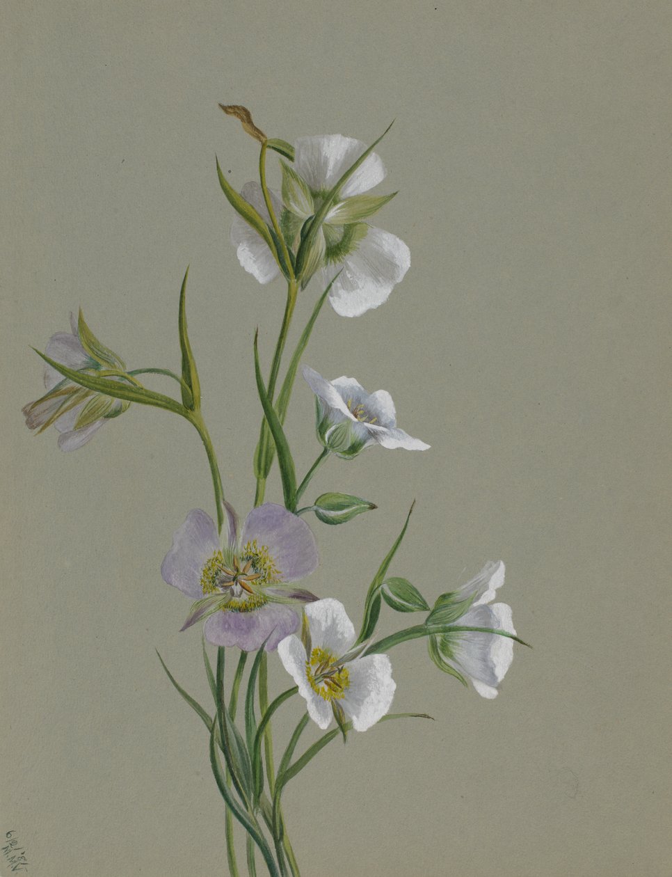 W drodze do pomnika, 1881. autorstwa Mary Vaux Walcott