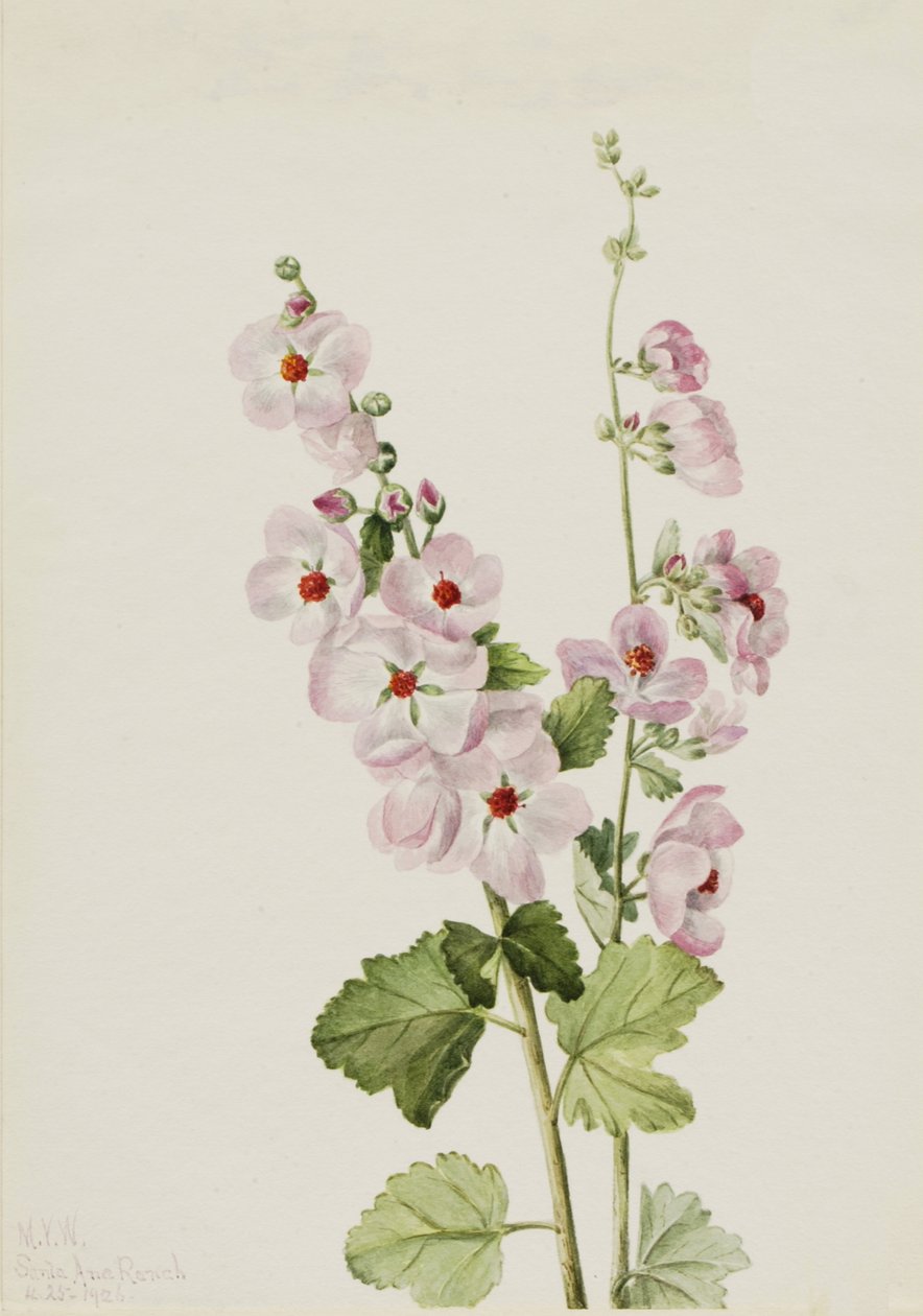 Pomarańczowooki Globemallow Sphaeralcea davidsonii, 1926. autorstwa Mary Vaux Walcott