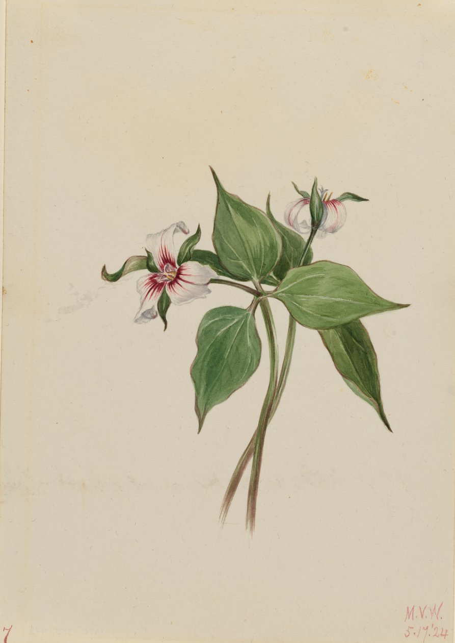 Trillium malowane (Trillium undulatum) autorstwa Mary Vaux Walcott