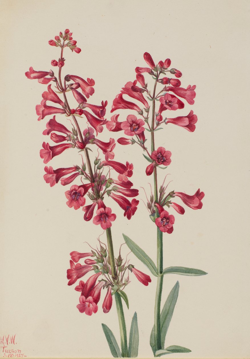 Penstemon Parry