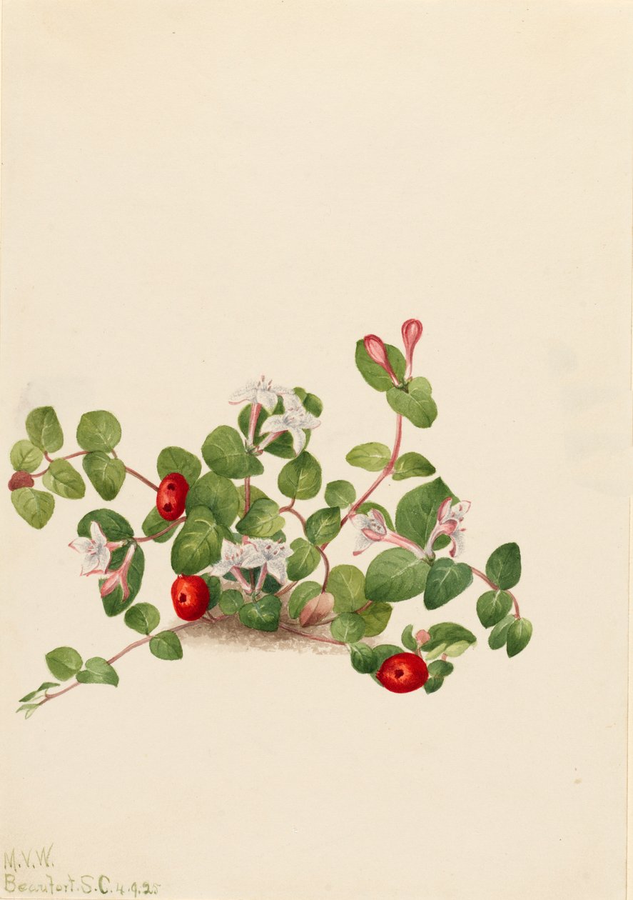 Kuropatwa Mitchella repens, 1925. autorstwa Mary Vaux Walcott