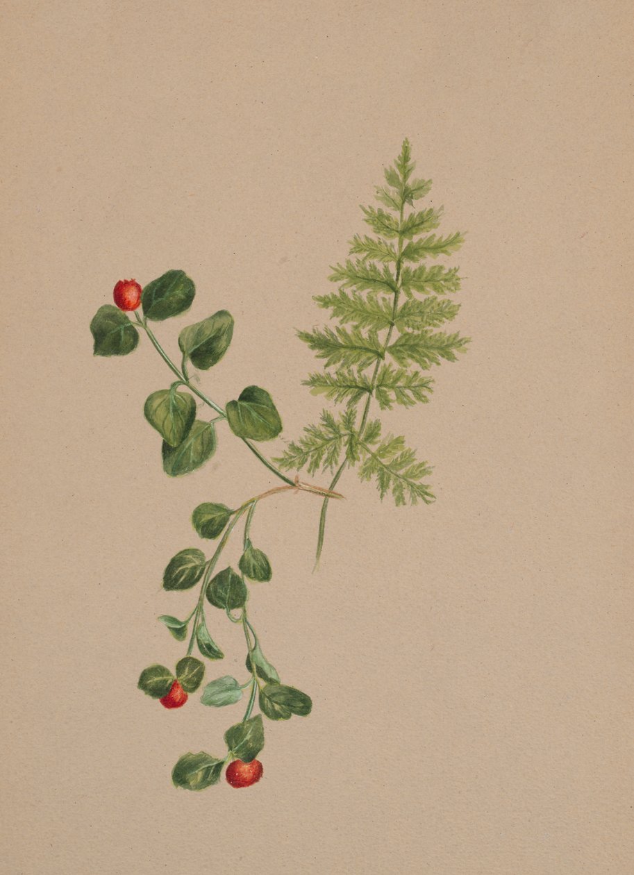 Kuropatwa Mitchella repens, ca. 1883. autorstwa Mary Vaux Walcott